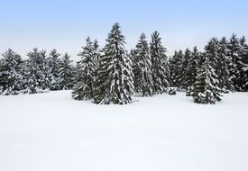 18205620_l-snow-trees.jpg